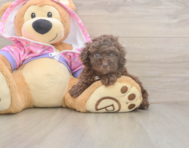 7 week old Poodle Puppy For Sale - Pilesgrove Pups