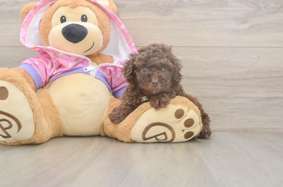 5 week old Poodle Puppy For Sale - Pilesgrove Pups
