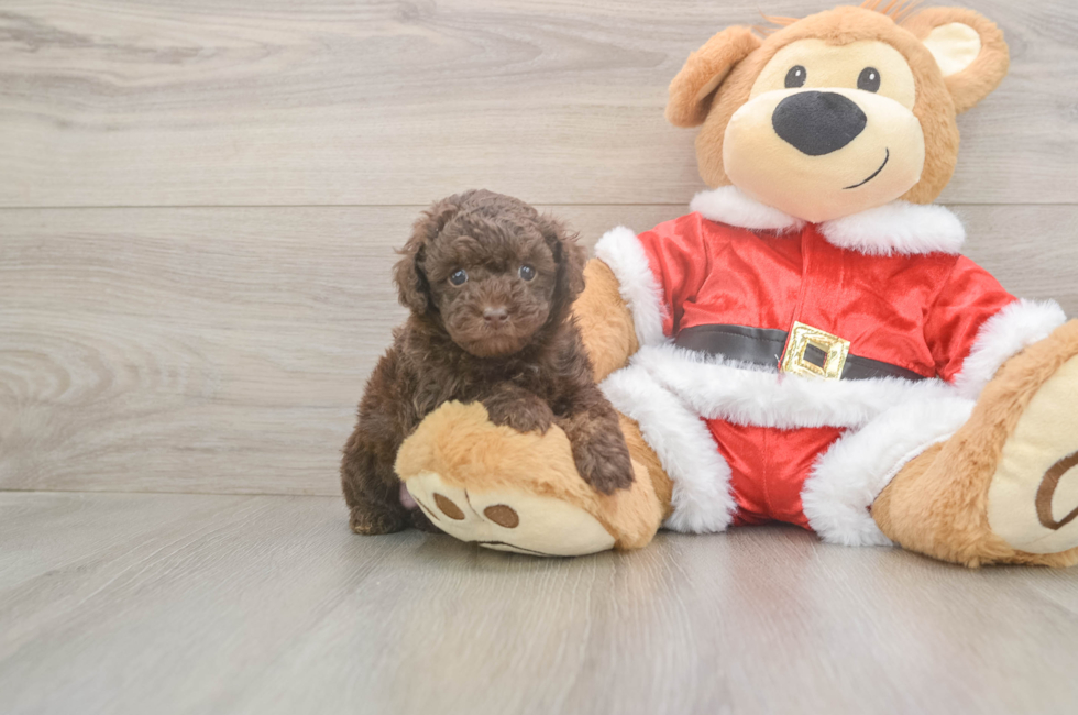 5 week old Poodle Puppy For Sale - Pilesgrove Pups