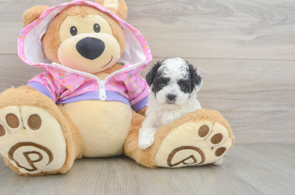5 week old Poodle Puppy For Sale - Pilesgrove Pups