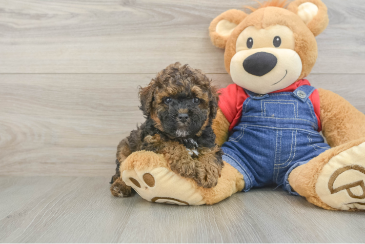 Hypoallergenic Poodle Baby