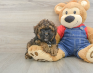 8 week old Poodle Puppy For Sale - Pilesgrove Pups