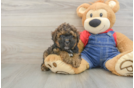 Hypoallergenic Poodle Baby