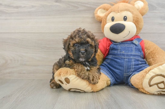 Hypoallergenic Poodle Baby