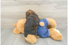 Best Poodle Baby