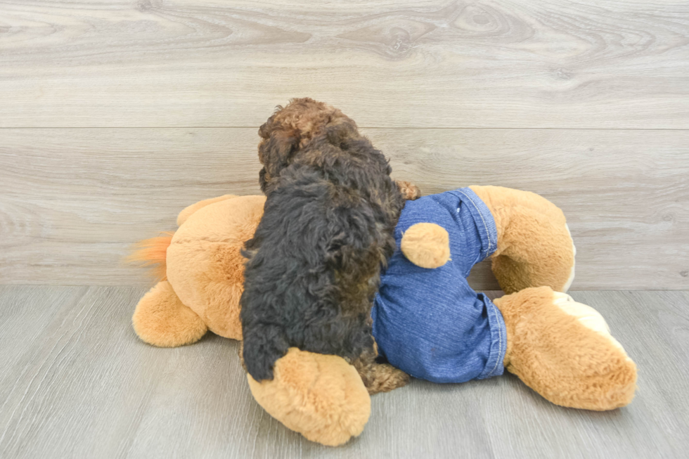 Best Poodle Baby