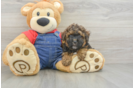 Poodle Pup Being Cute