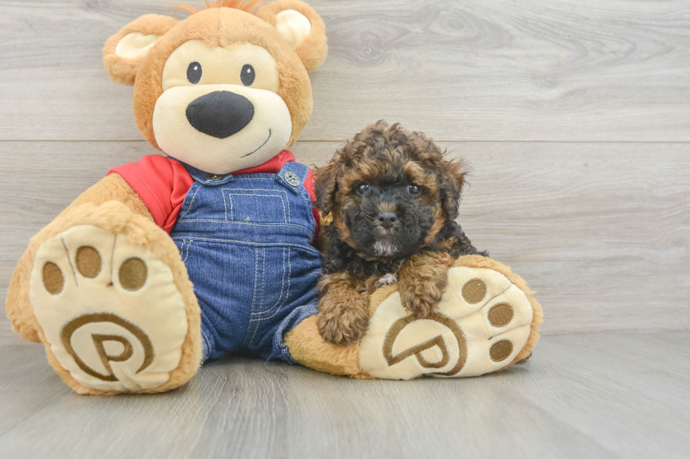 Poodle Pup Being Cute