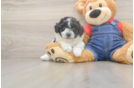 Akc Registered Poodle Purebred Pup