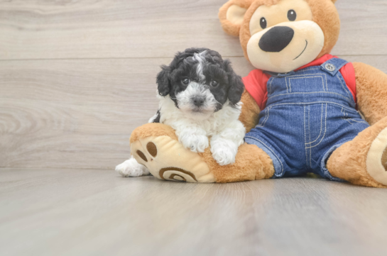 Akc Registered Poodle Purebred Pup