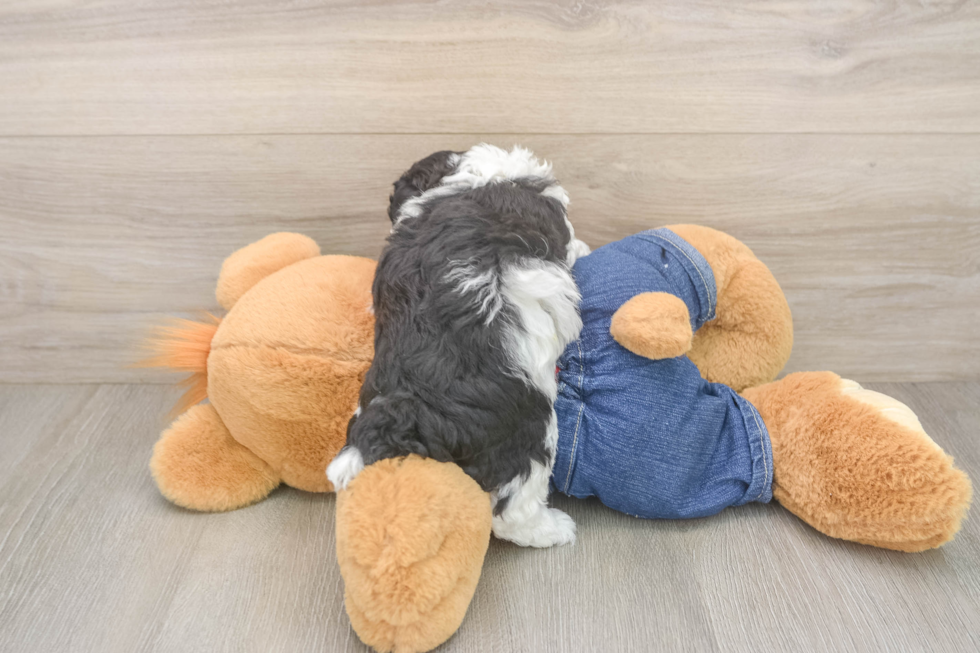 Poodle Pup Being Cute
