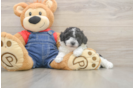 Best Poodle Baby