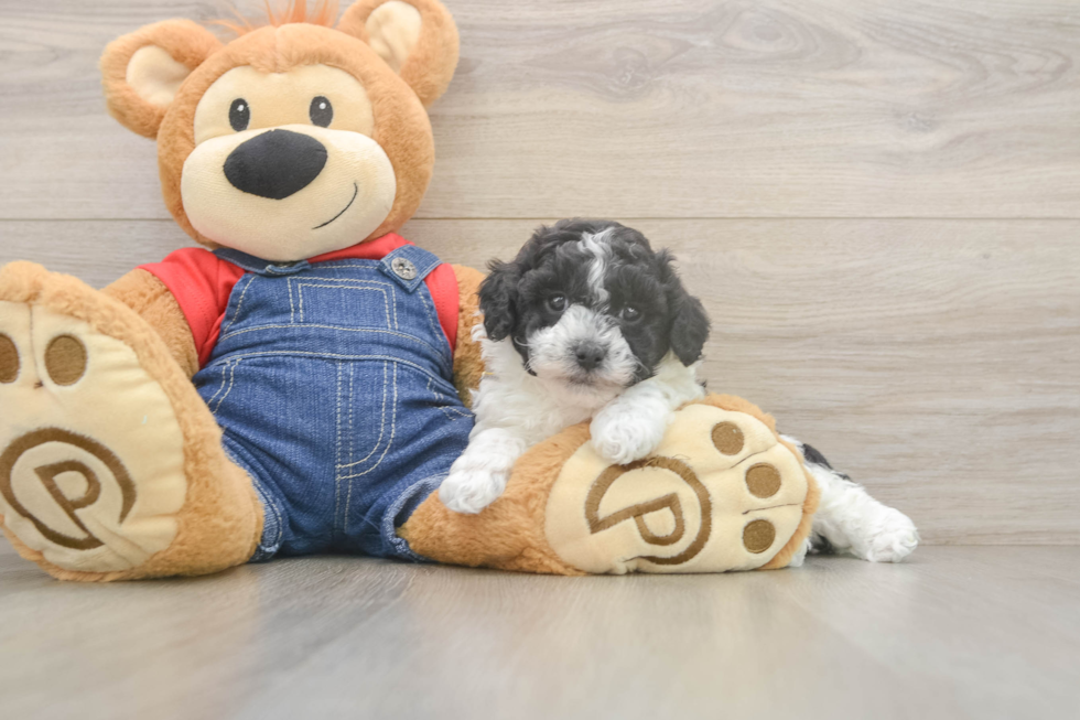 Best Poodle Baby