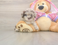 9 week old Poodle Puppy For Sale - Pilesgrove Pups