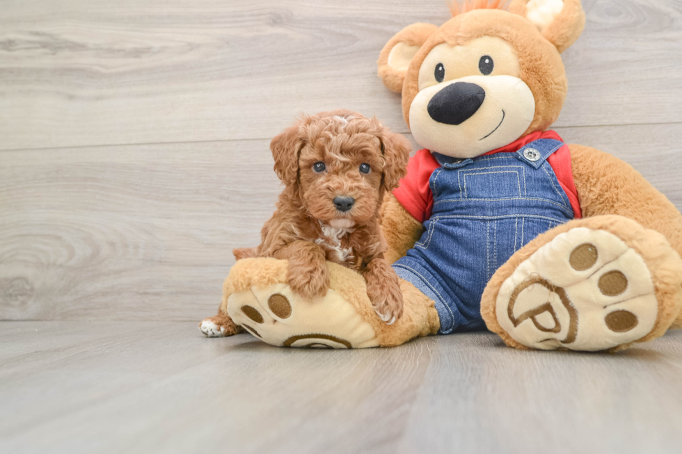 Best Poodle Baby