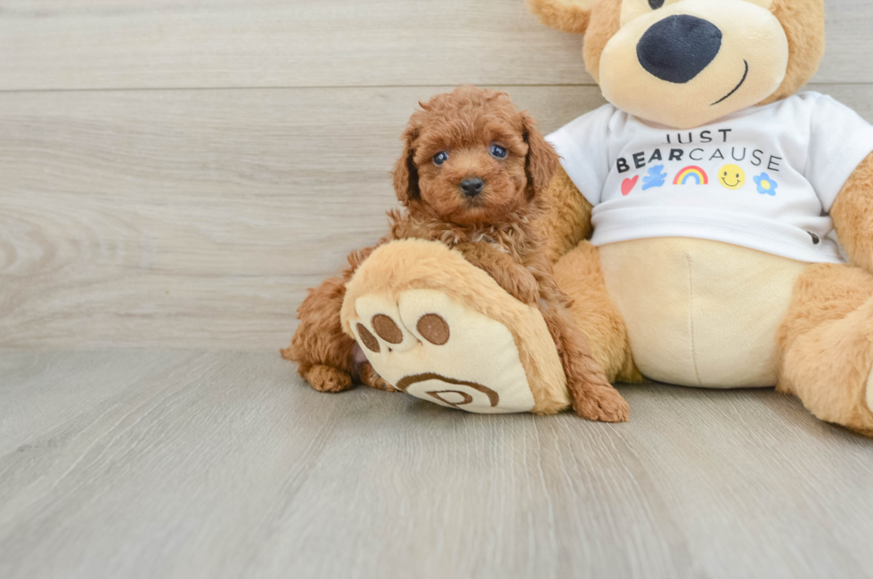 6 week old Poodle Puppy For Sale - Pilesgrove Pups