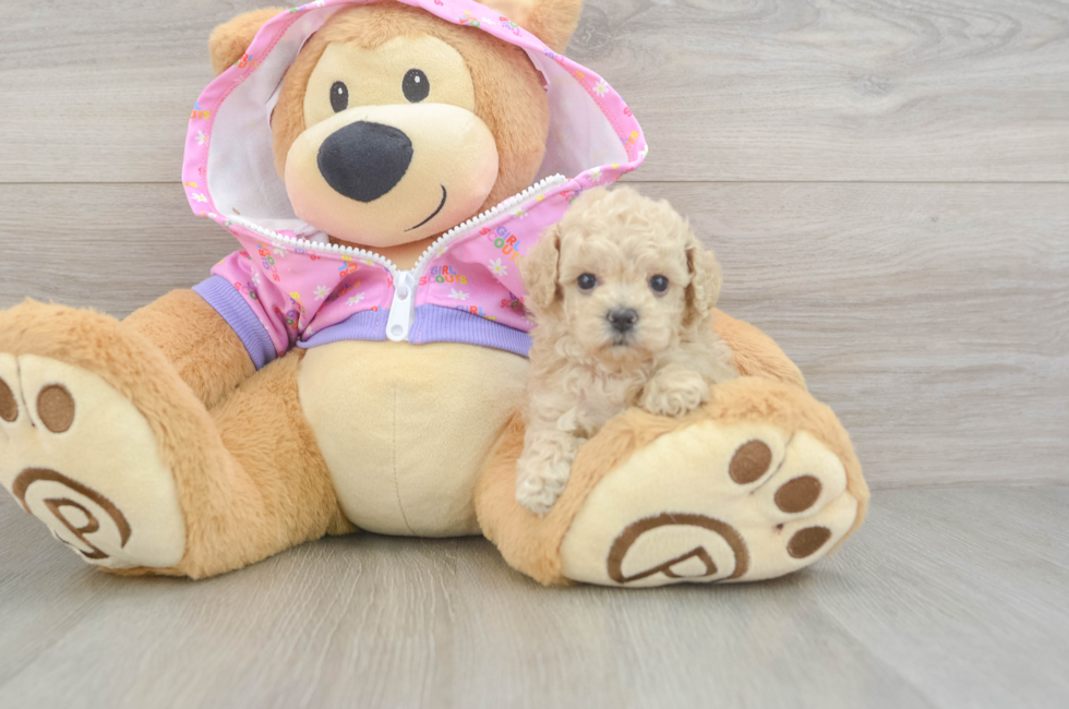 5 week old Poodle Puppy For Sale - Pilesgrove Pups