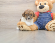 7 week old Poodle Puppy For Sale - Pilesgrove Pups