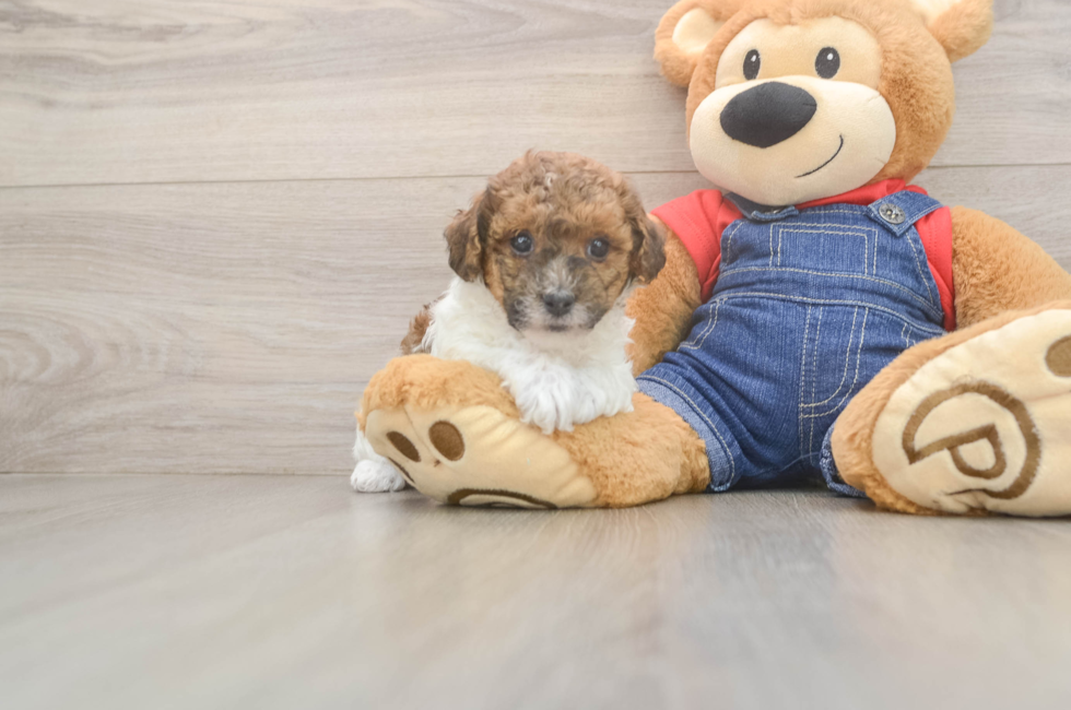 5 week old Poodle Puppy For Sale - Pilesgrove Pups
