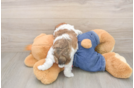 Poodle Puppy for Adoption