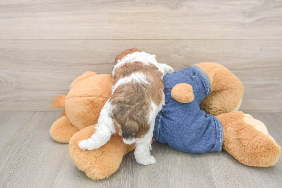 Poodle Puppy for Adoption