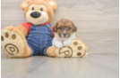 Little Poodle Purebred Pup
