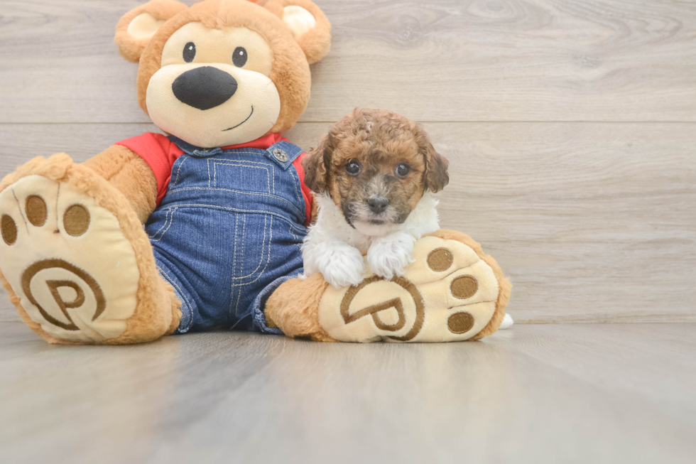 Little Poodle Purebred Pup