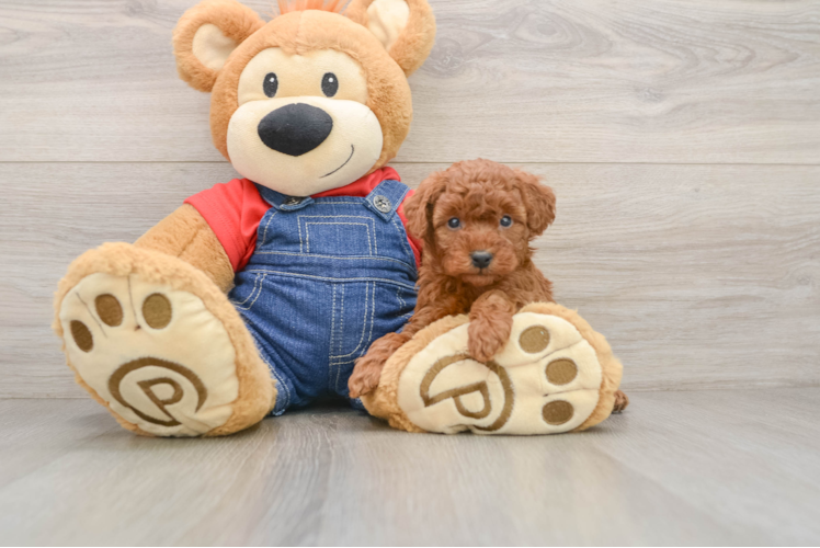 Poodle Pup Being Cute