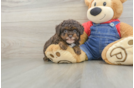 Poodle Pup Being Cute
