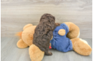 Poodle Puppy for Adoption