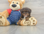 8 week old Poodle Puppy For Sale - Pilesgrove Pups