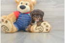Best Poodle Baby