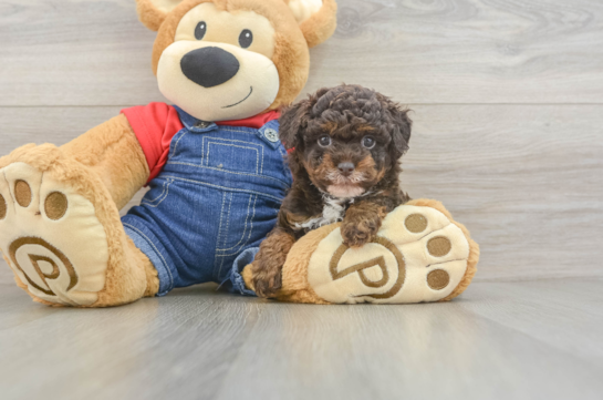 Best Poodle Baby