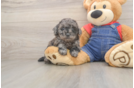 Small Poodle Purebred Pup