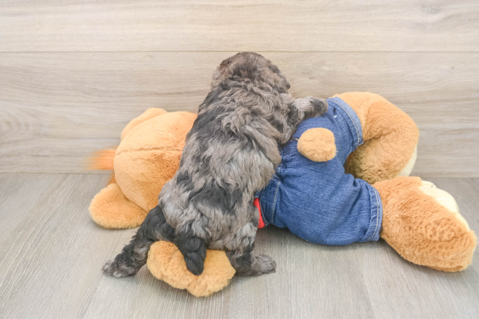 Hypoallergenic Poodle Purebred Pup
