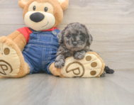 7 week old Poodle Puppy For Sale - Pilesgrove Pups