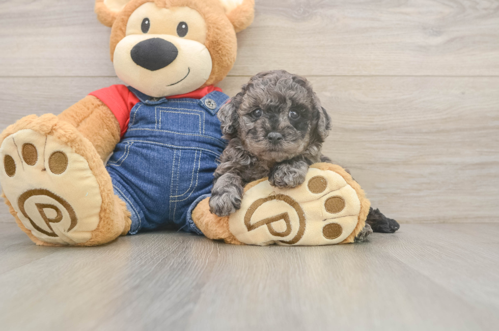 5 week old Poodle Puppy For Sale - Pilesgrove Pups