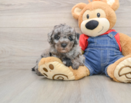 7 week old Poodle Puppy For Sale - Pilesgrove Pups