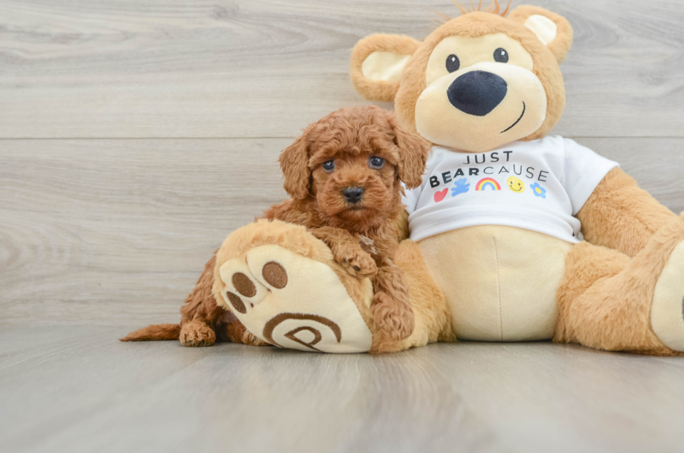 6 week old Poodle Puppy For Sale - Pilesgrove Pups