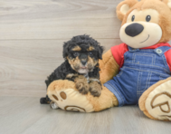 8 week old Poodle Puppy For Sale - Pilesgrove Pups