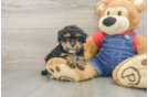Poodle Puppy for Adoption