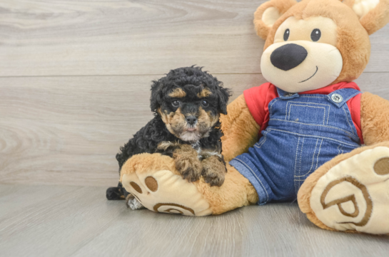 Poodle Puppy for Adoption