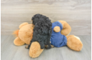 Poodle Pup Being Cute