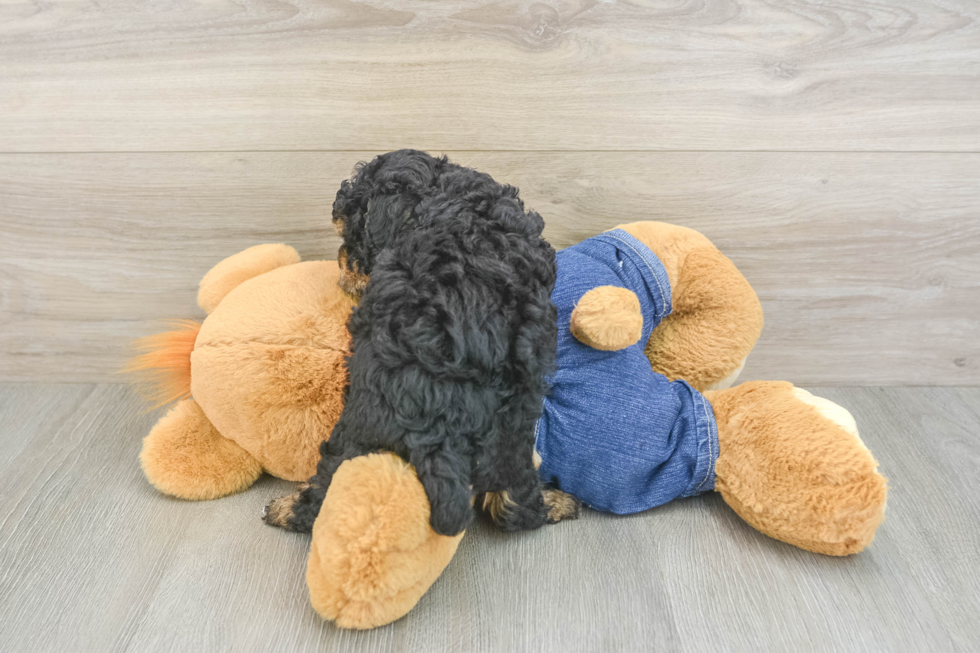 Poodle Pup Being Cute