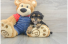 Hypoallergenic Poodle Purebred Pup