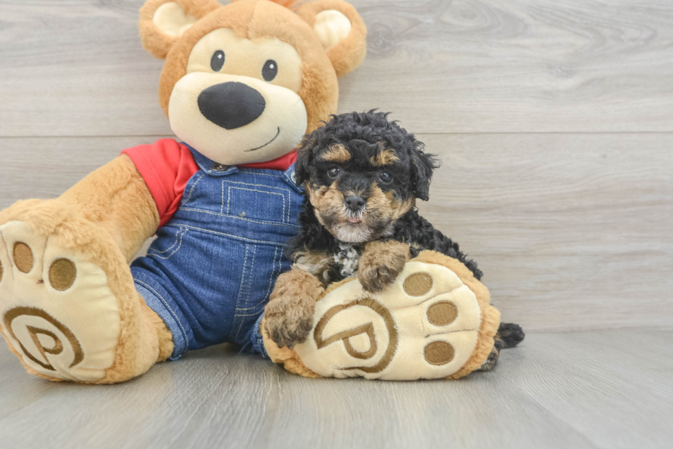 Hypoallergenic Poodle Purebred Pup