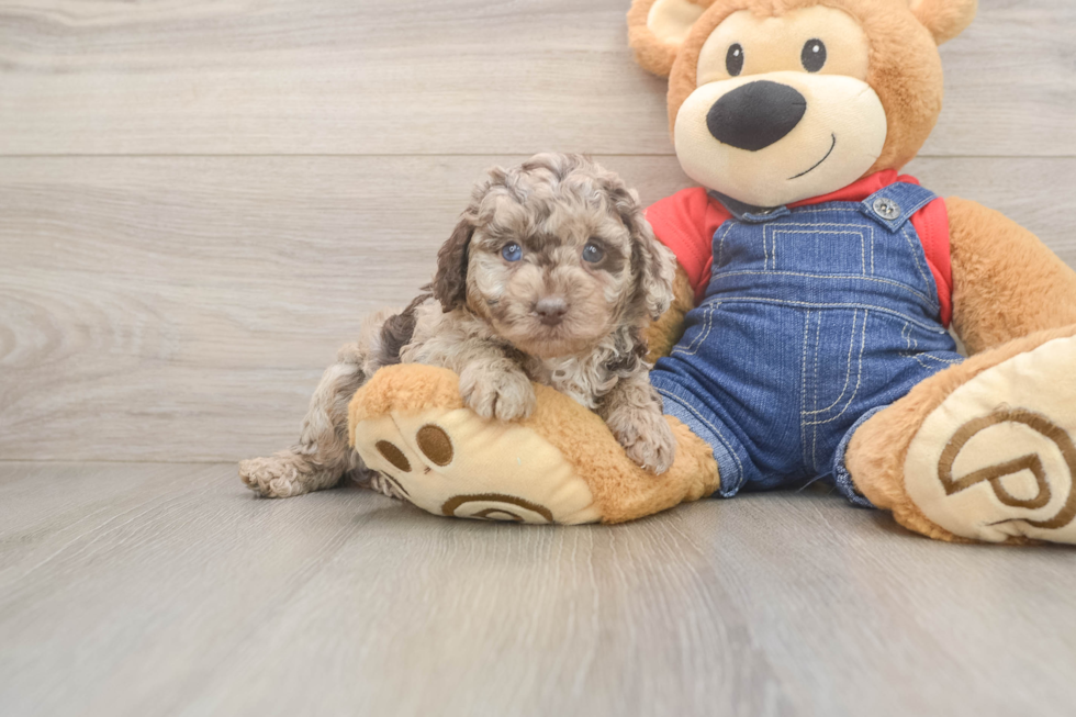 Cute Caniche Purebred Puppy