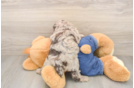 Poodle Puppy for Adoption