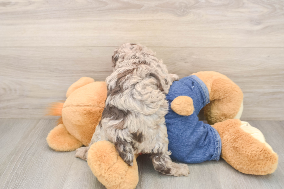 Poodle Puppy for Adoption