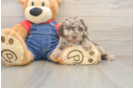 Poodle Pup Being Cute